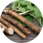 Burdock Root