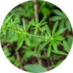 Cleavers