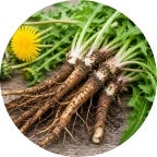 Dandelion Root