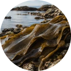 Kelp